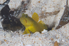 Cryptocentrus cinctus
