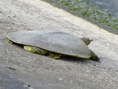 Apalone spinifera pallida