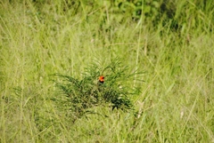 Euplectes hordeaceus