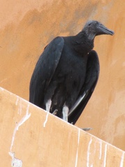Coragyps atratus