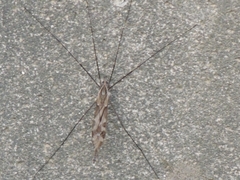 Tipula coquilletti