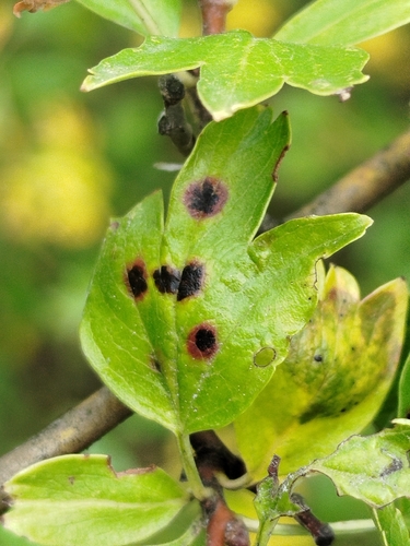 Diplocarpon mespili observed 2026-08-17