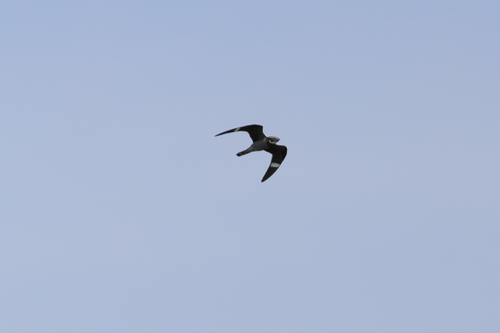 Common Nighthawk