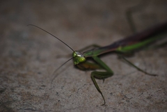 Paramantis prasina