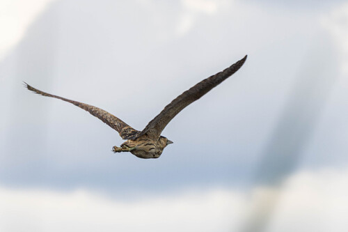Avetoro común (Botaurus stellaris)