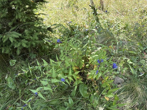 willow gentian