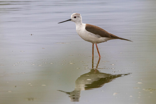 Cigüeñuela común (Himantopus himantopus)
