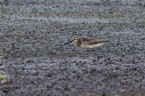 Correlimos falcinelo (Calidris falcinellus)