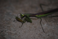 Paramantis prasina