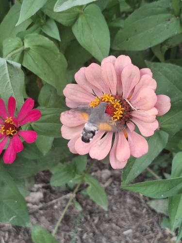 Eurasian Hummingbird Hawkmoth