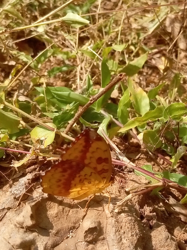 False Fritillary