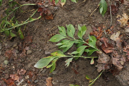 Ruscus hypoglossum, photograph 4