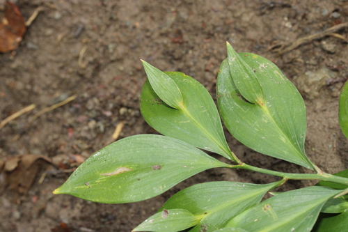 Ruscus hypoglossum, photograph 3
