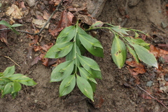 (c) Lídia Carrera, some rights reserved (CC BY) Ruscus hypoglossum, photograph (c) Lídia Carrera, some rights reserved (CC BY)