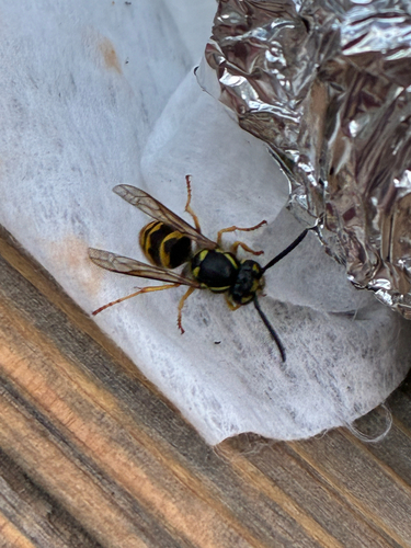 iNaturalist observation photo of Ground Yellowjackets