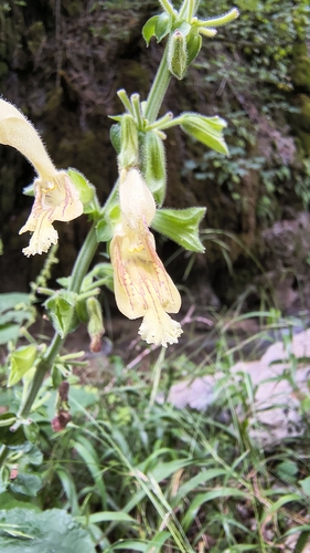 Sticky Sage