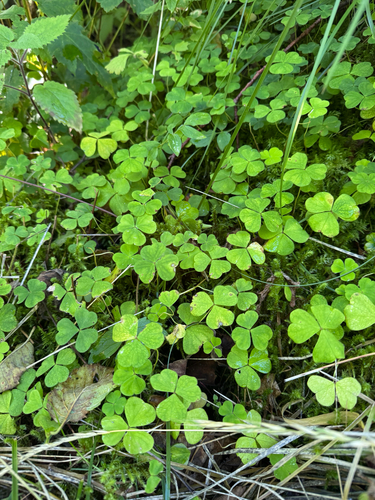 European wood-sorrel