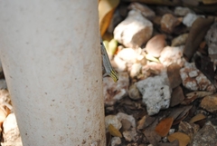 Lygodactylus picturatus