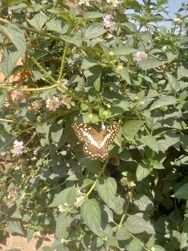 Citrus Swallowtail