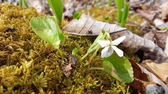 Viola renifolia
