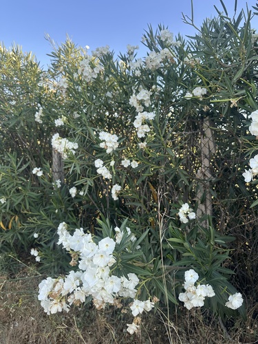 oleander