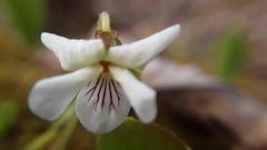 Viola renifolia