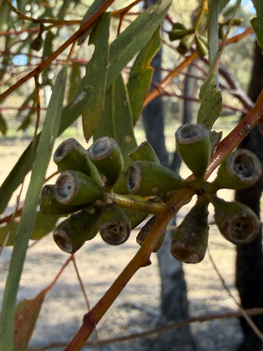 Eucalyptus loxophleba, photograph 5