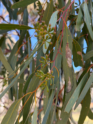 Eucalyptus loxophleba, photograph 6