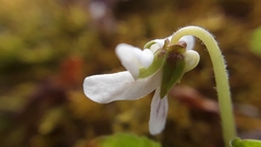 Viola renifolia