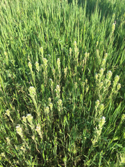 Castilleja lineariloba