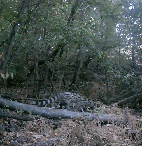 Northern Small-spotted Genet