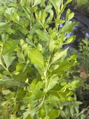 Baccharis halimifolia image