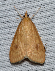 Ostrinia obumbratalis