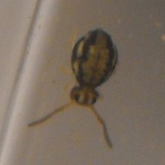 Sminthurinus elegans