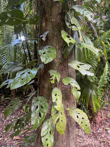 Monstera acuminata