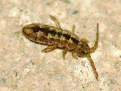 Isotomurus palustris
