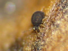 Sminthurinus elegans