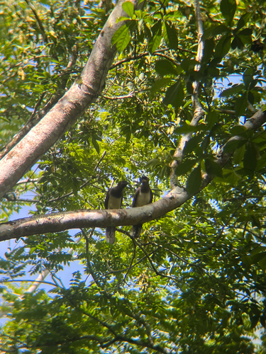 Brown Jay