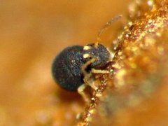 Sminthurinus elegans