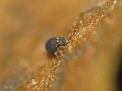 Sminthurinus elegans