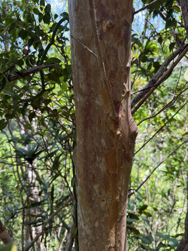 Calyptrogenia biflora, 2026-08-17