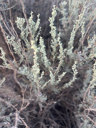 Big Sagebrush