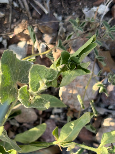 Wright's dutchman's pipe