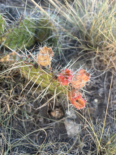 Plains Pricklypear