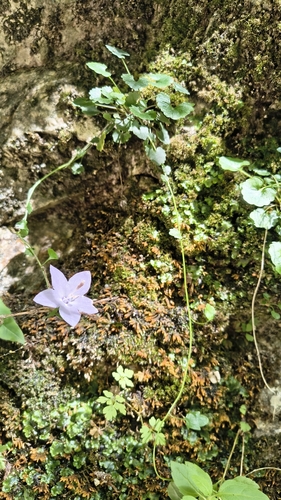 Italian Bellflower
