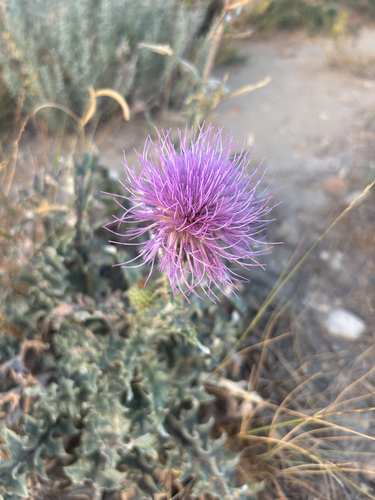 wavyleaf thistle