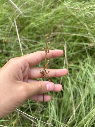Juncus dichotomus observed 2026-07-30