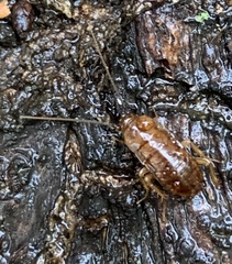 Parcoblatta americana