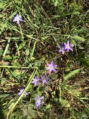 Brodiaea terrestris terrestris