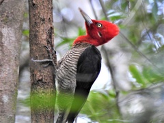 Campephilus robustus